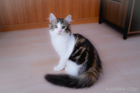 成約済の愛知県のノルウェージャンフォレストキャット-95371の11枚目